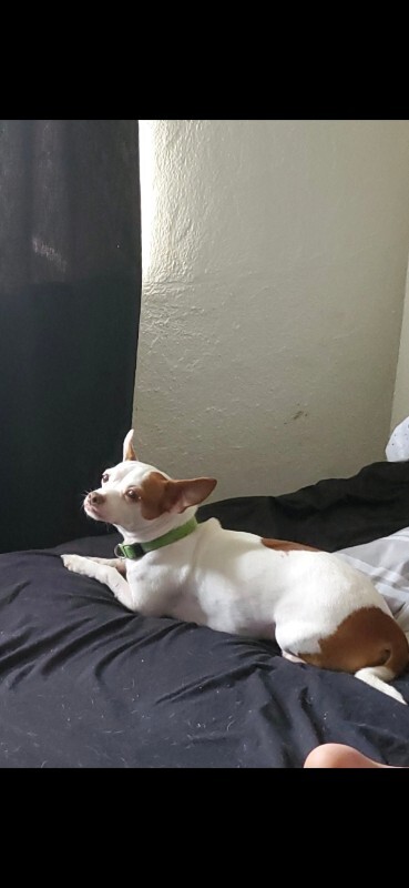 Have You Seen Stanley? Stanley - Dog