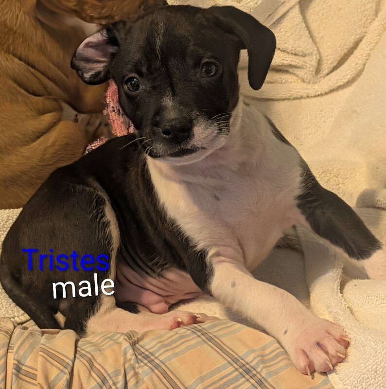 View Tristes the Dog Photo #6