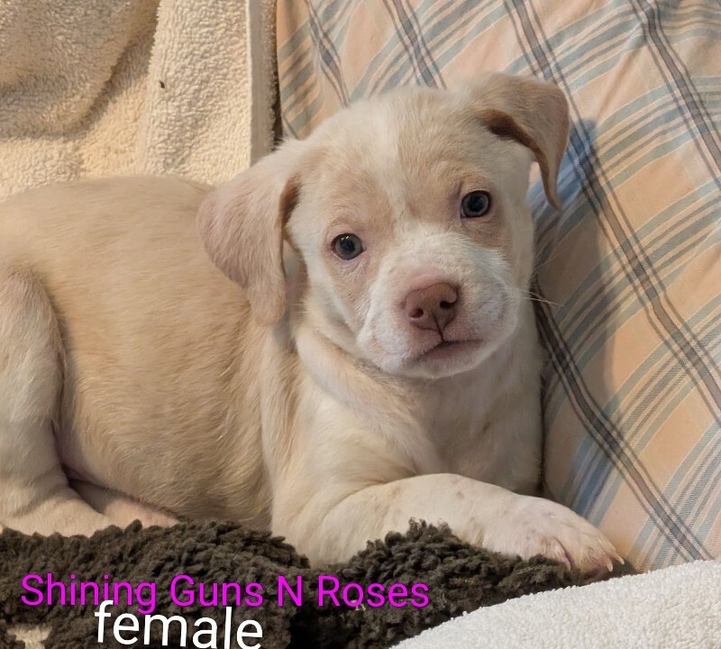 View Shining Guns N Roses the Dog Photo #2