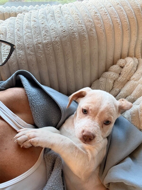 View Shining Guns N Roses the Dog Photo #3