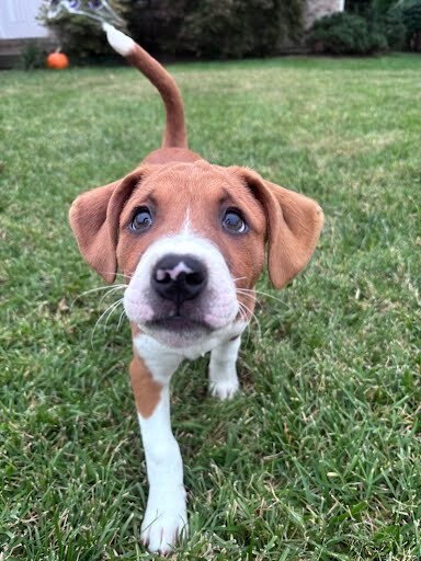 Americas Superstar - Dog
