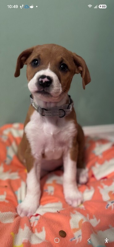 Americas Superstar - Dog