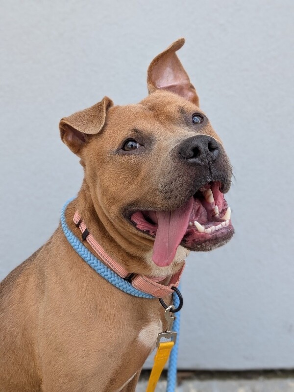 View Sweetpea the Dog Photo #4