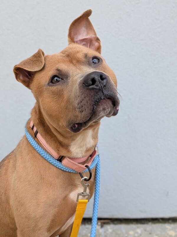 View Sweetpea the Dog Photo #2