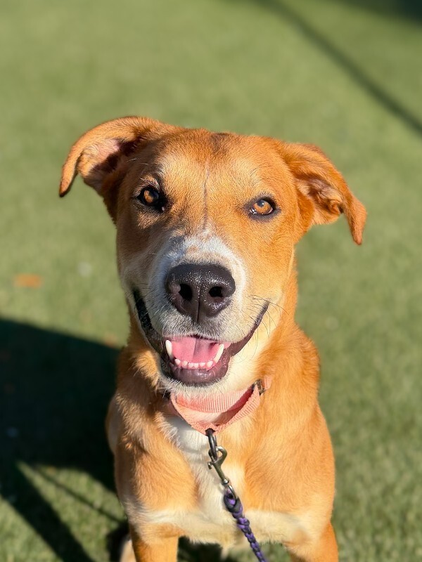 Barkley - Dog