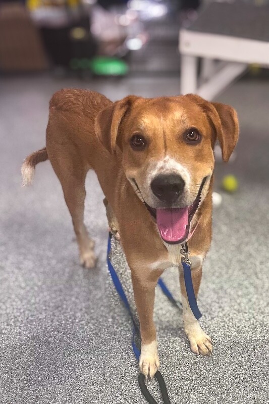 Learn More About Barkley Barkley - Dog