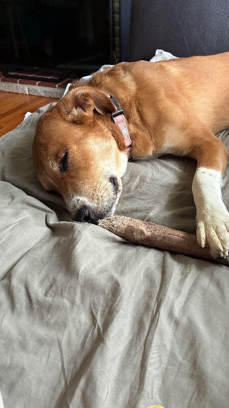 View Barkley the Dog Photo #7