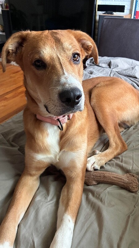 Barkley - Dog