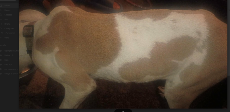 Unknown - Dog