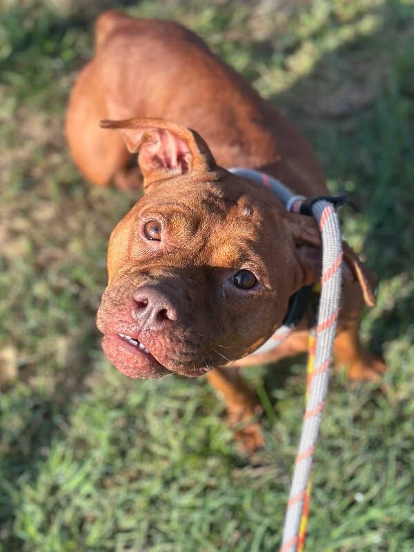 Margaret - Dog