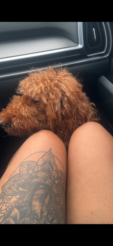 View Khloe Chanel Bell the Dog Photo #2