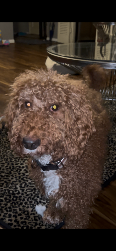 Have You Seen Khloe Chanel Bell? Khloe Chanel Bell - Dog