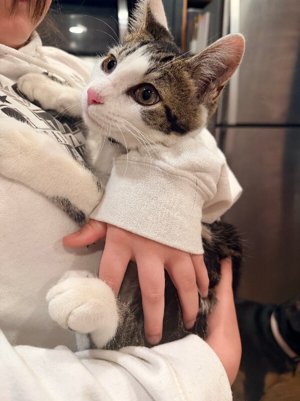 Unknown - Cat