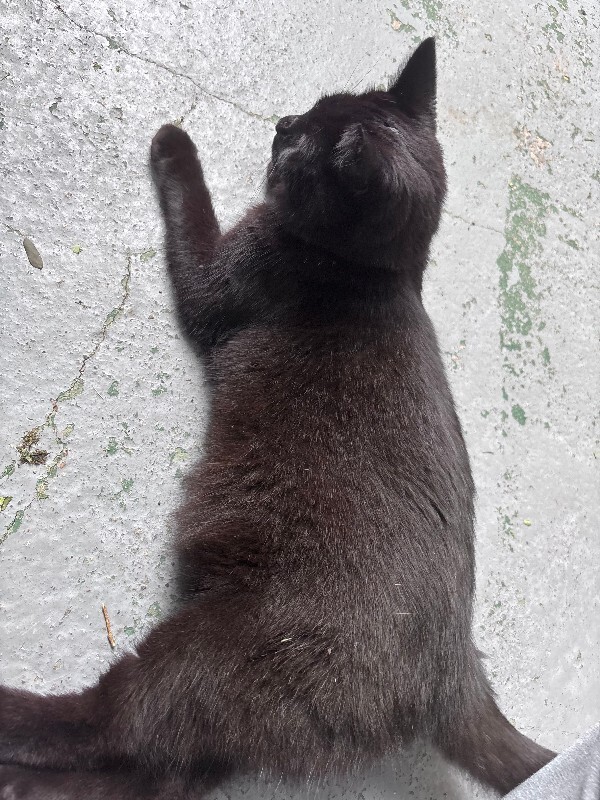 Unknown - Cat