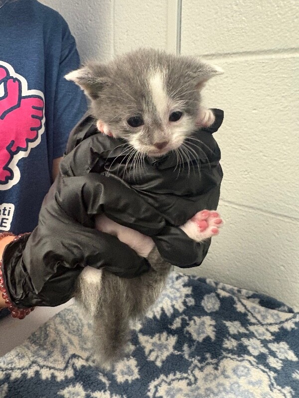 Gangle - Cat