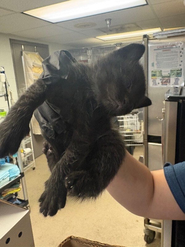 Pomni - Cat