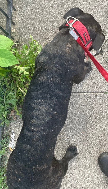 View Tora the Dog Photo #4