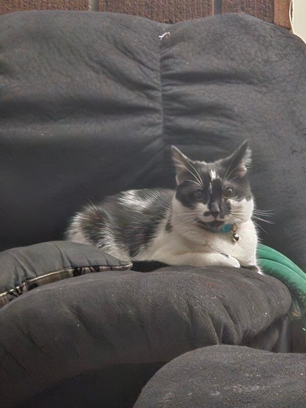 Have You Seen Mocha? Mocha - Cat