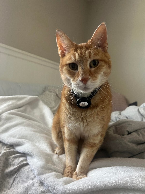 Have You Seen Oggie? Oggie - Cat