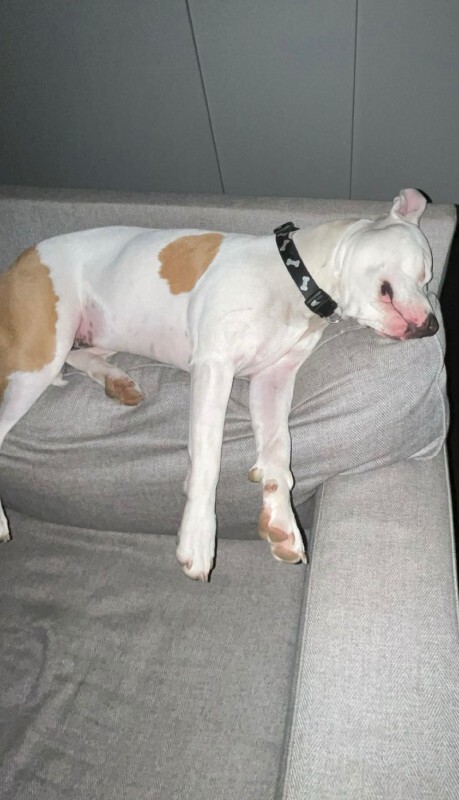 Have You Seen Drea? Drea - Dog