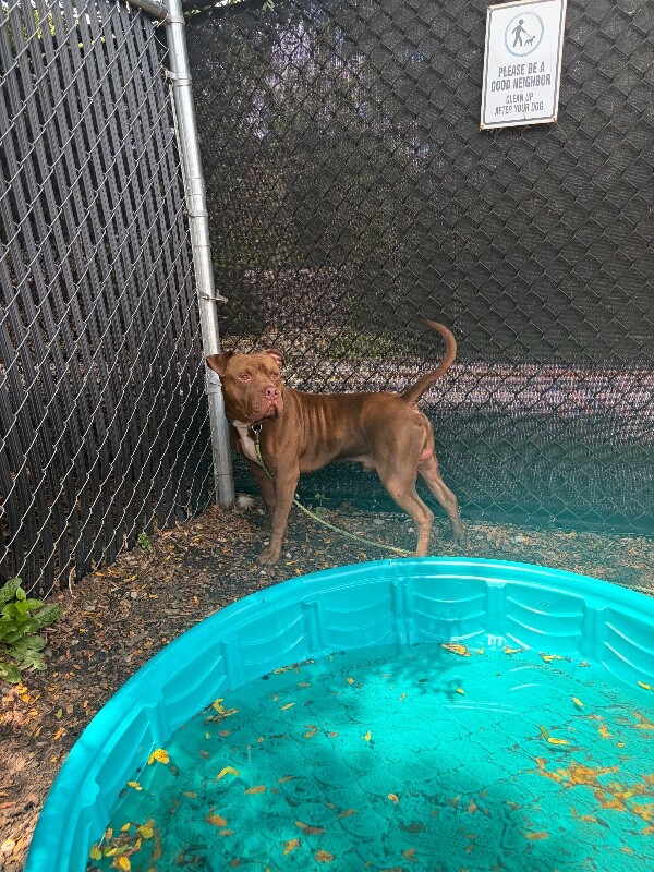 View King Simba the Dog Photo #3