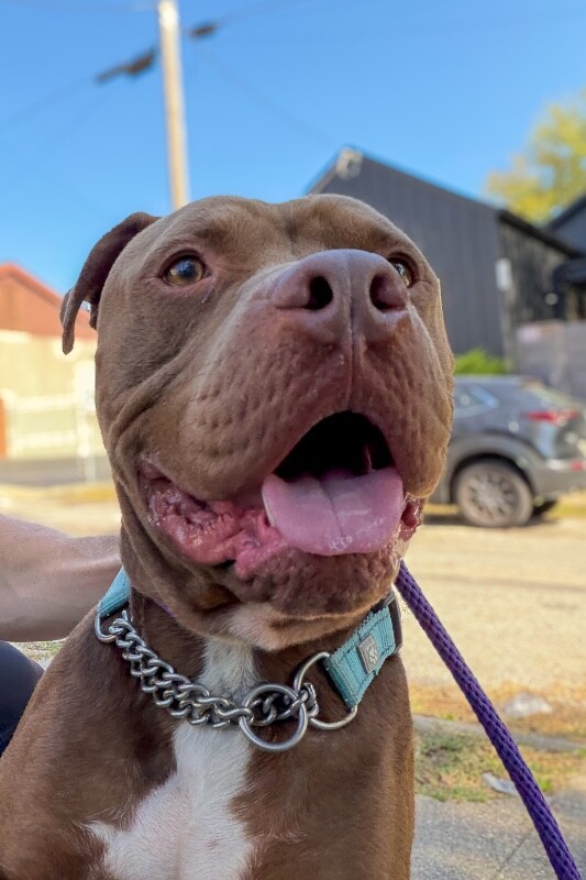 King Simba - Dog
