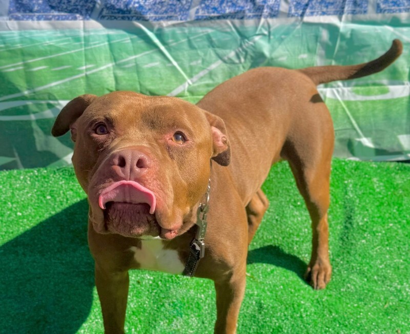 View King Simba the Dog Photo #2