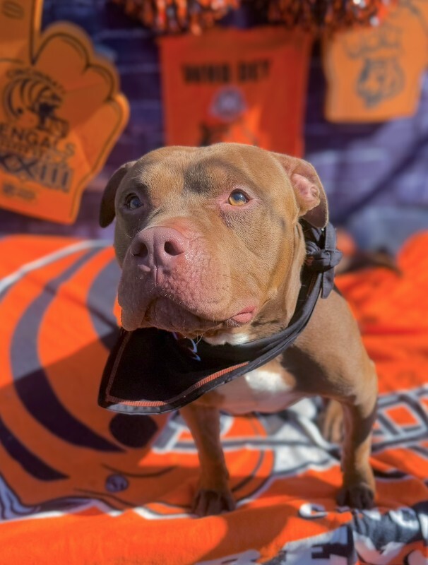 King Simba - Dog