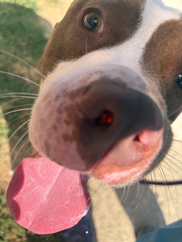 Learn More About Baker Baker - Dog