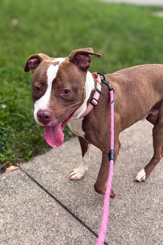 Learn More About Baker Baker - Dog
