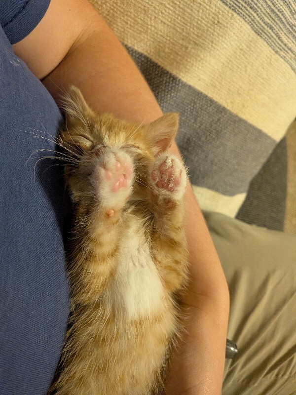 View Squishy the Cat Photo #7