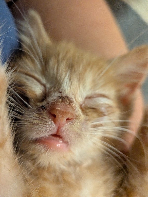 Squishy - Cat