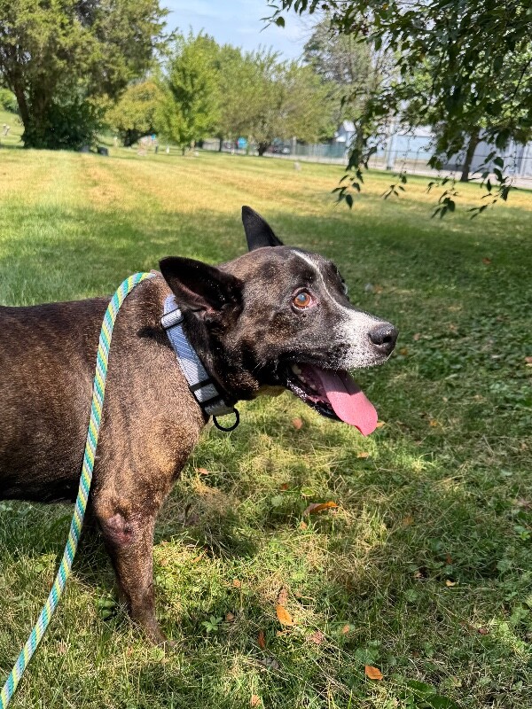 View Abigail the Dog Photo #4