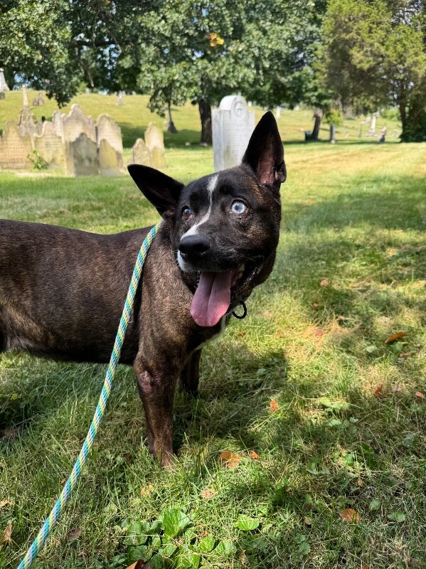 Learn More About Abigail Abigail - Dog