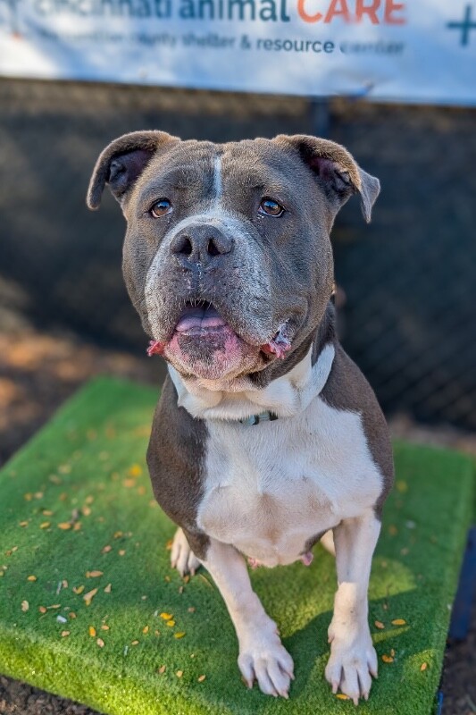 Learn More About Lady Luna Lady Luna - Dog