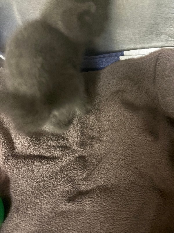 View Ghost Pepper the Cat Photo #4