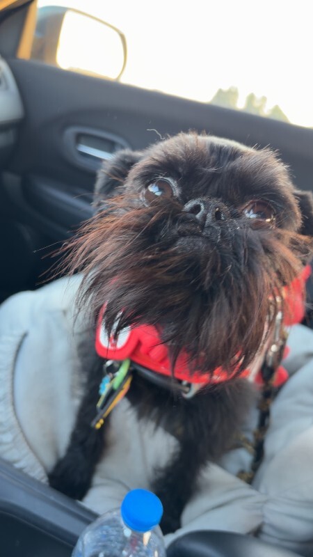 Have You Seen Wanda? Wanda - Dog