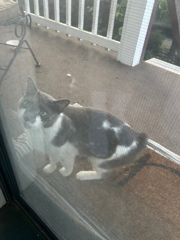 Unknown - Cat