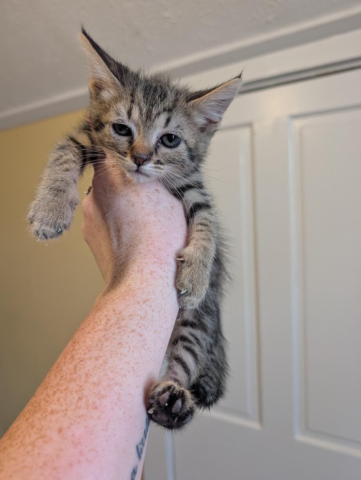 Mgk - Cat