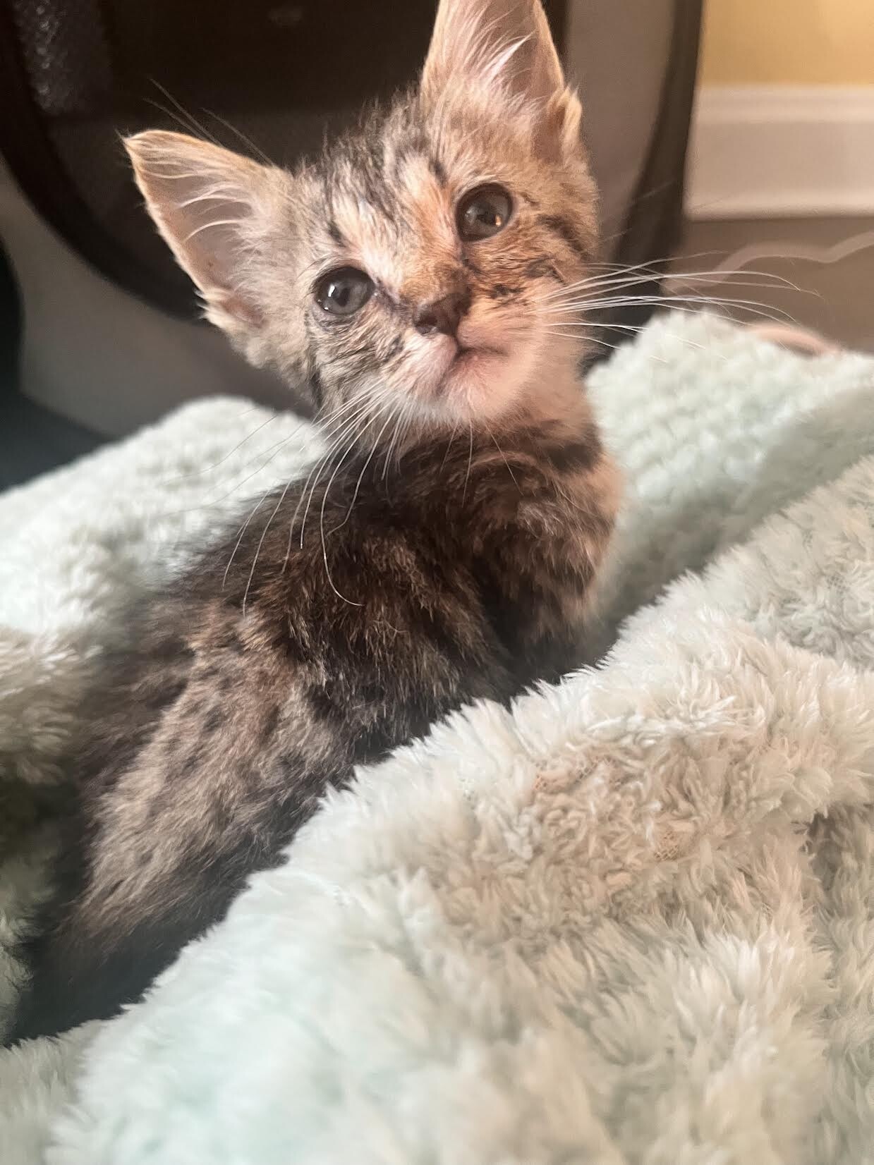 View Mgk the Cat Photo #2