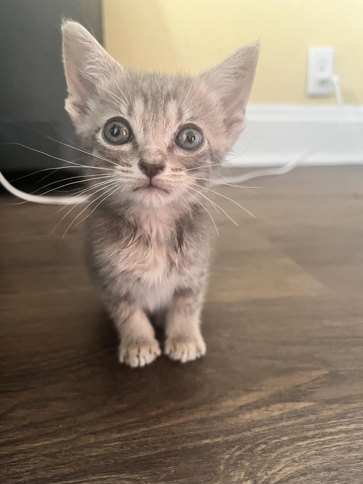 Fleetwood - Cat