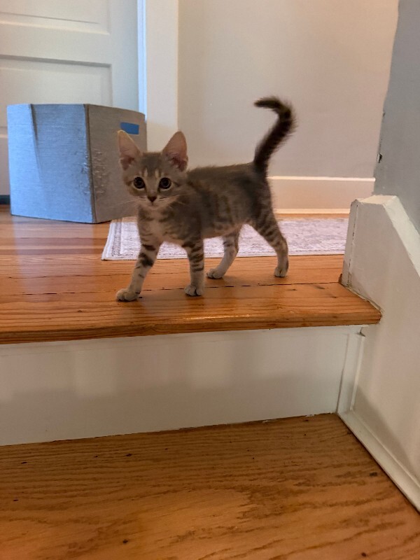 View Fleetwood the Cat Photo #5