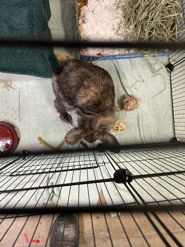 View Conan Gray the Rabbit Photo #4