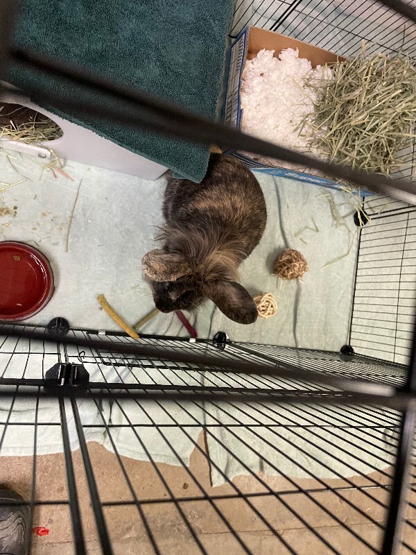 View Conan Gray the Rabbit Photo #2