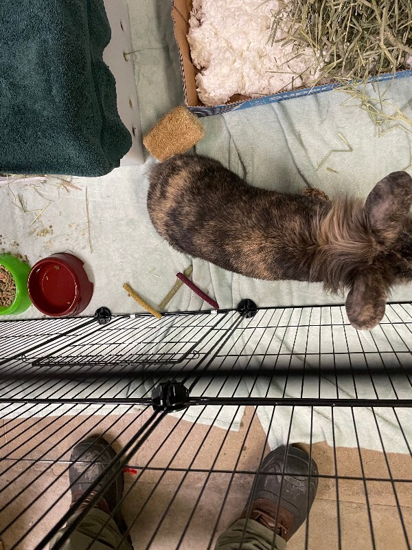 View Conan Gray the Rabbit Photo #3