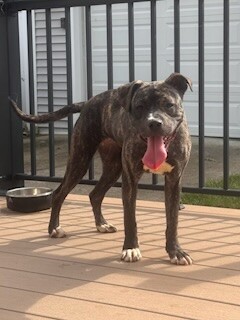 View Brindi the Dog Photo #10