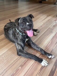 View Brindi the Dog Photo #7