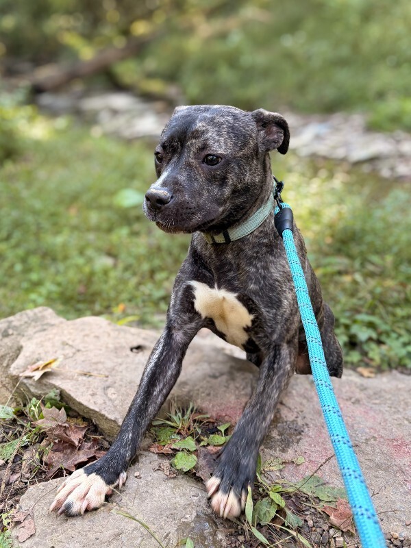 Brindi - Dog