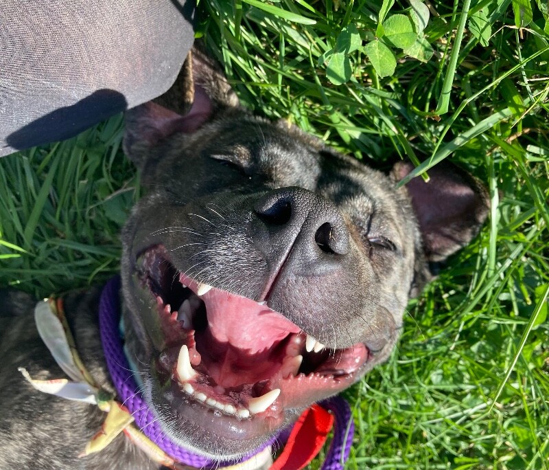 View Brindi the Dog Photo #11