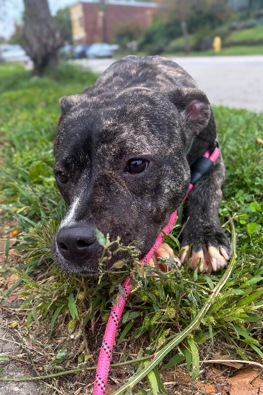 View Brindi the Dog Photo #4
